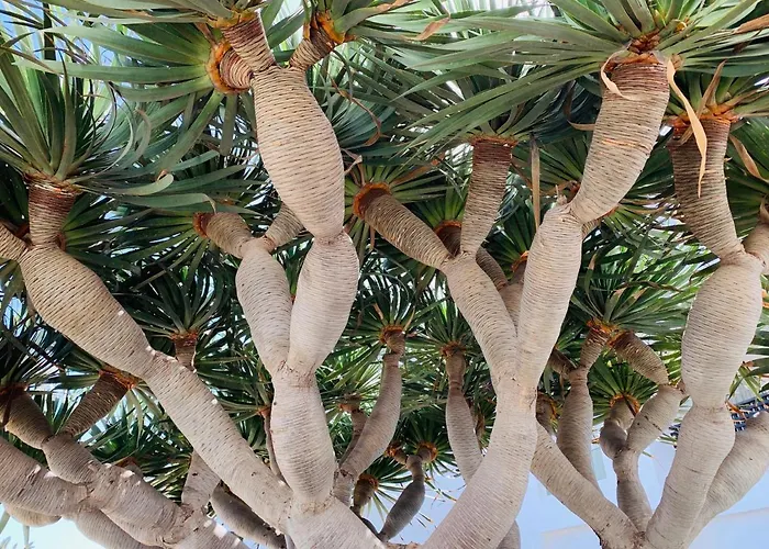 El Drago * קוסטה טגוויסה